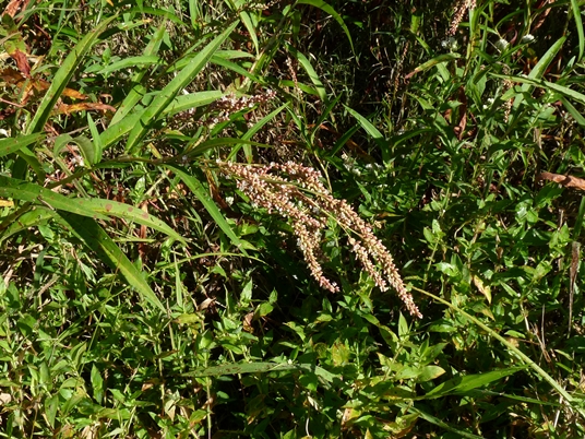 {Persicaria pensylvanica}